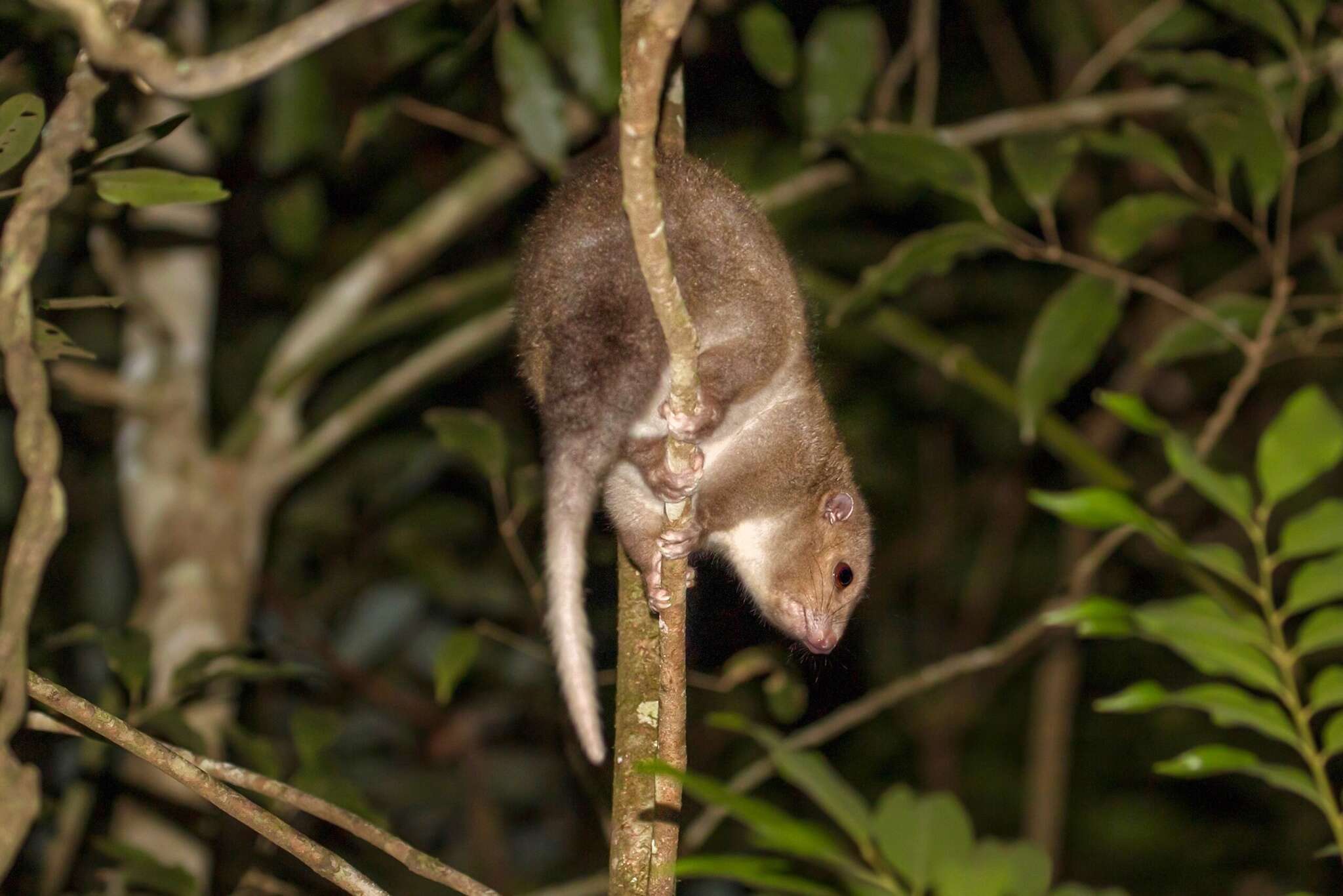 Image of Cinereous Ringtail
