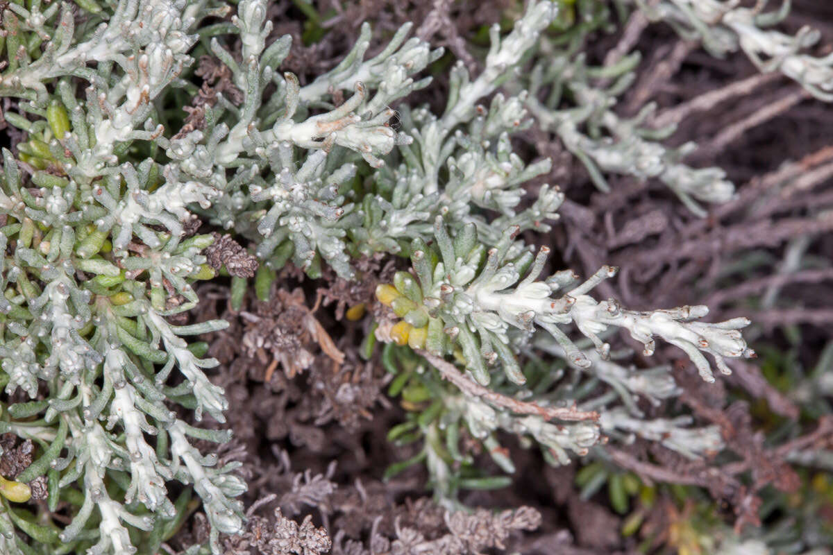 Слика од Helichrysum italicum subsp. microphyllum (Willd.) Nym.