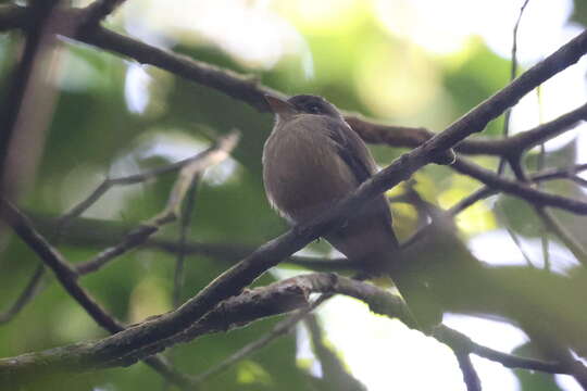 Contopus latirostris brunneicapillus (Lawrence 1878)的圖片