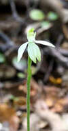 Caladenia nothofageti D. L. Jones, Molloy & M. A. Clem.的圖片