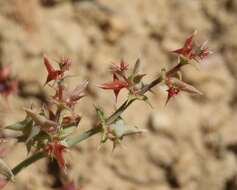 Image of centrostegia