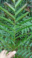 Pteris pulchra Schltdl. & Cham. resmi