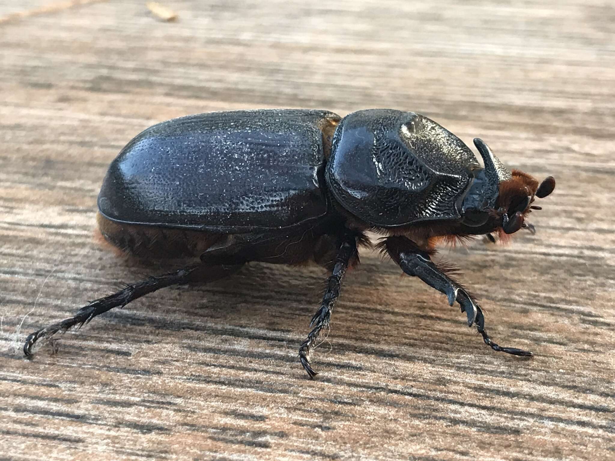 Image of Asian rhinoceros beetle