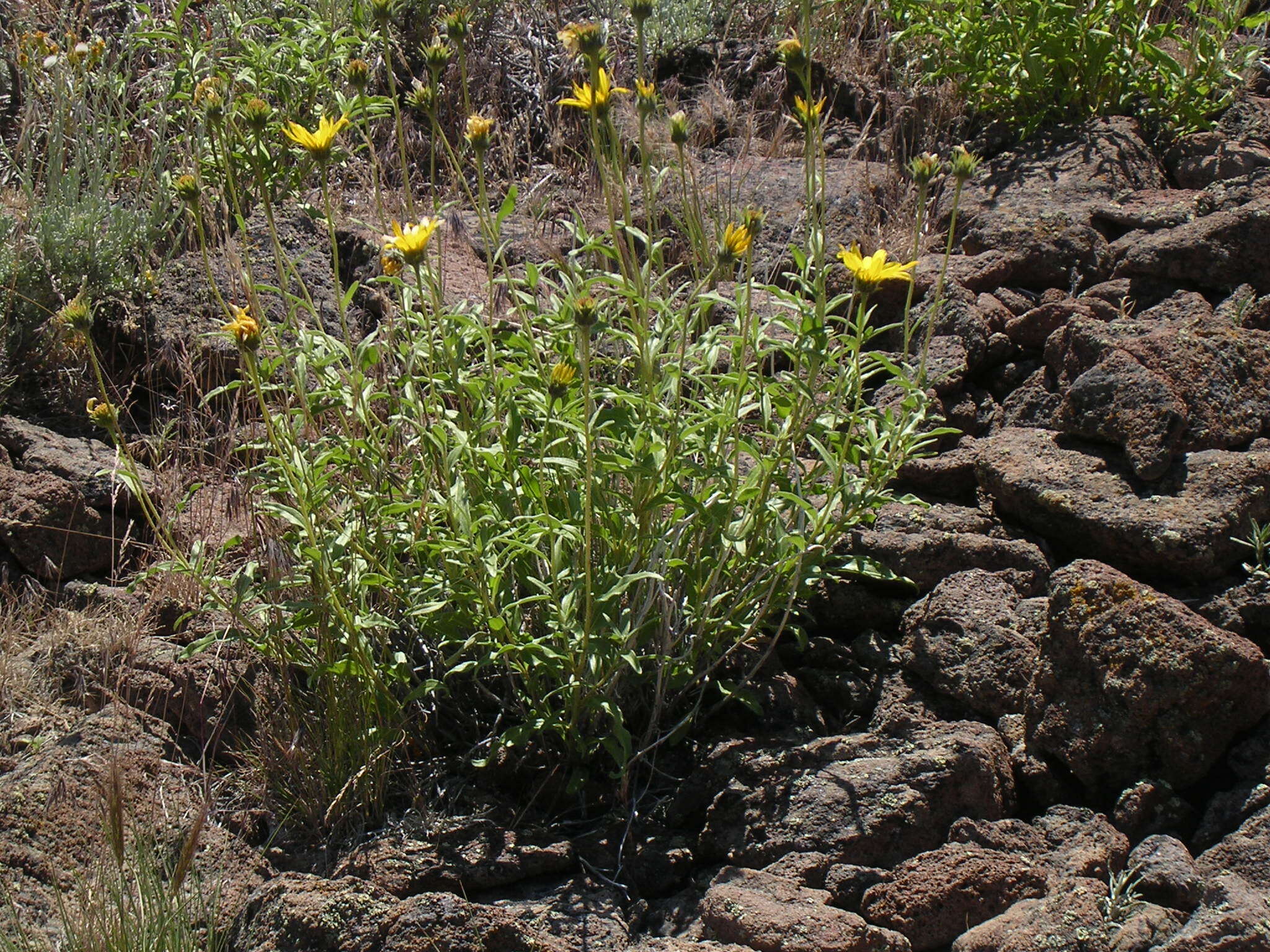 Image of Cusick's sunflower