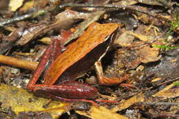 صورة Mantidactylus melanopleura (Mocquard 1901)