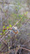 Image of Jatropha oaxacana J. Jiménez Ram. & R. Torres