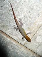Image of Brilliant South American Gecko