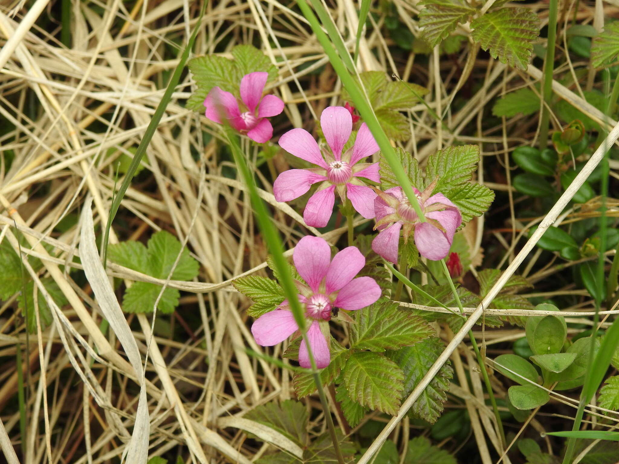 Image of arctic raspberry