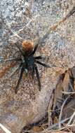 Image of Aphonopelma madera Hamilton, Hendrixson & Bond 2016