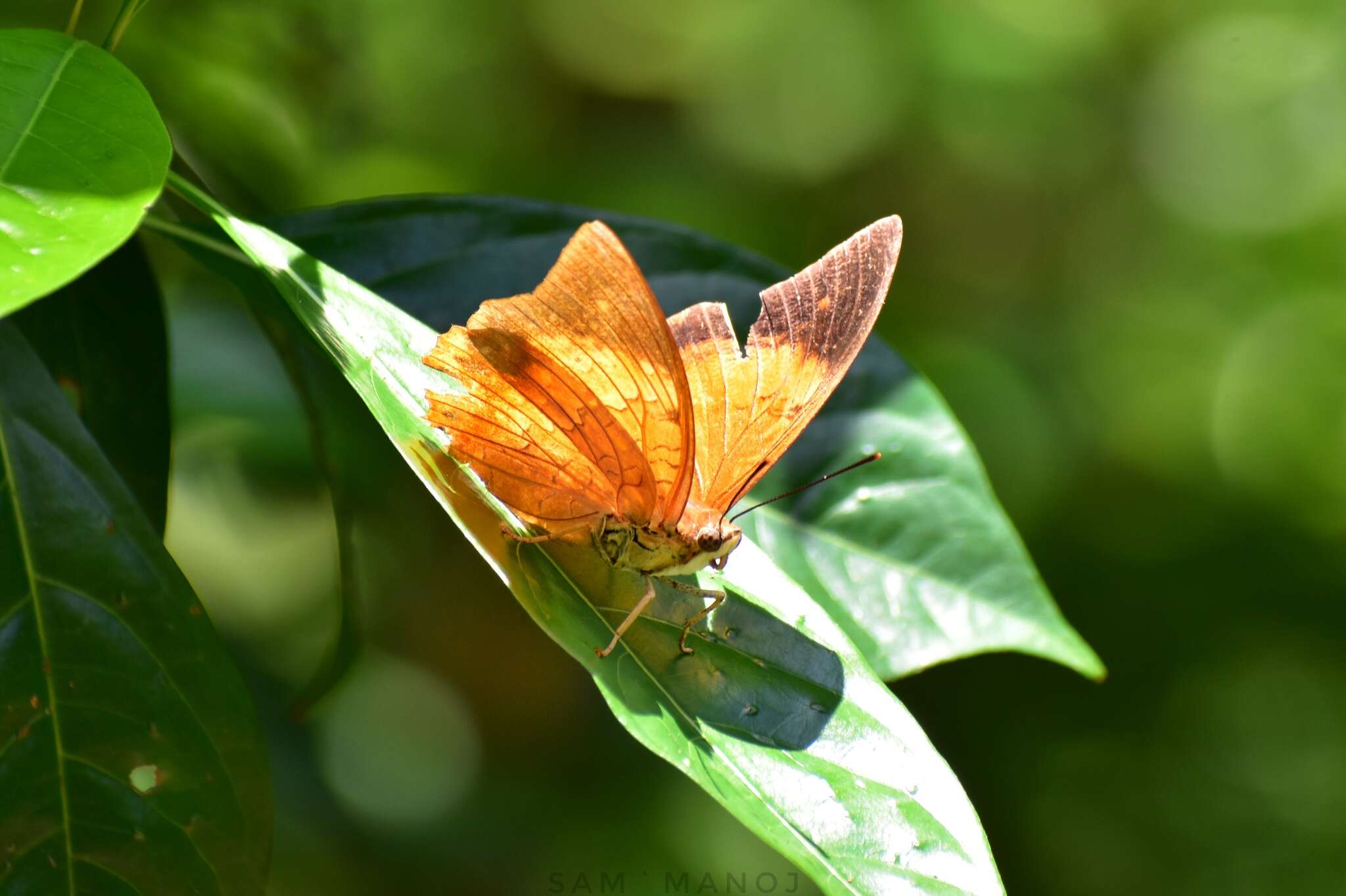 Imagem de Charaxes bernardus Fabricius 1793