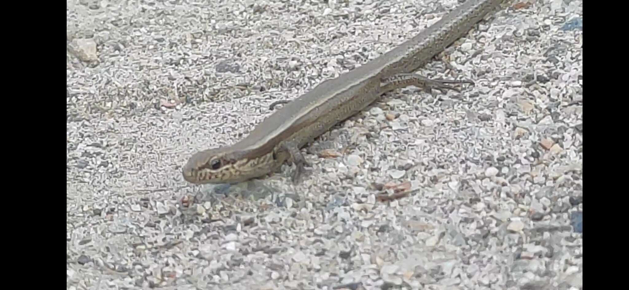 Image of Desert Lidless Skink