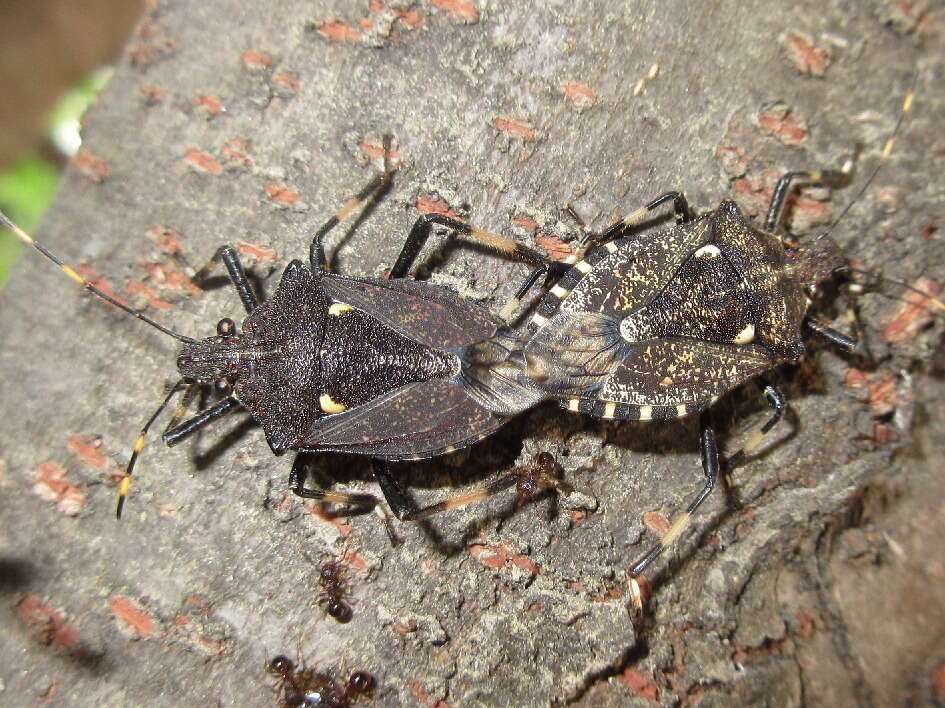 Image of <i>Dalpada cinctipes</i>