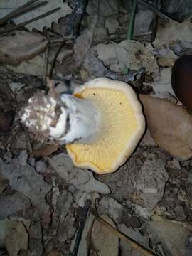 Image of Chanterelle