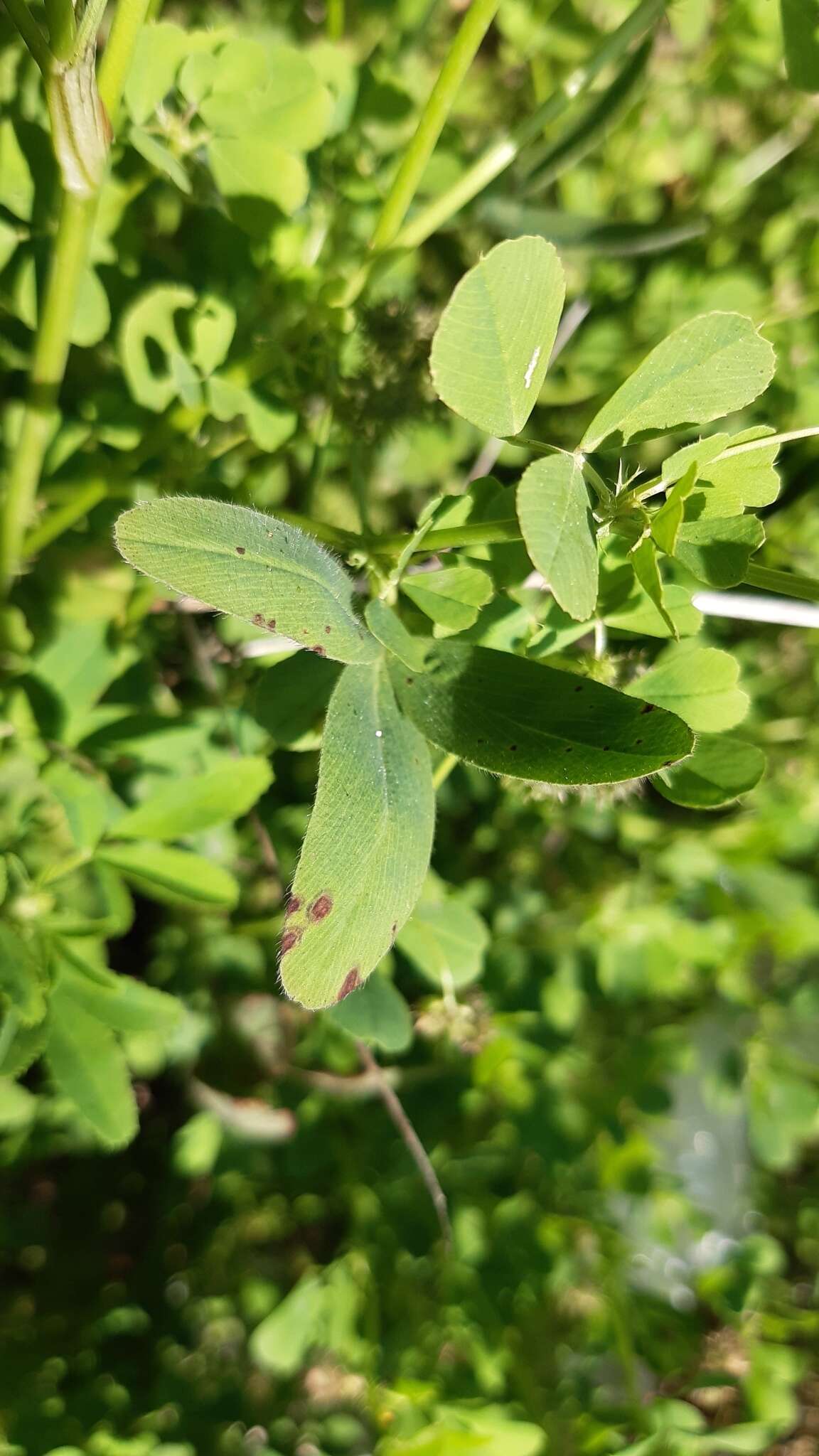 Image of Trifolium squarrosum L.