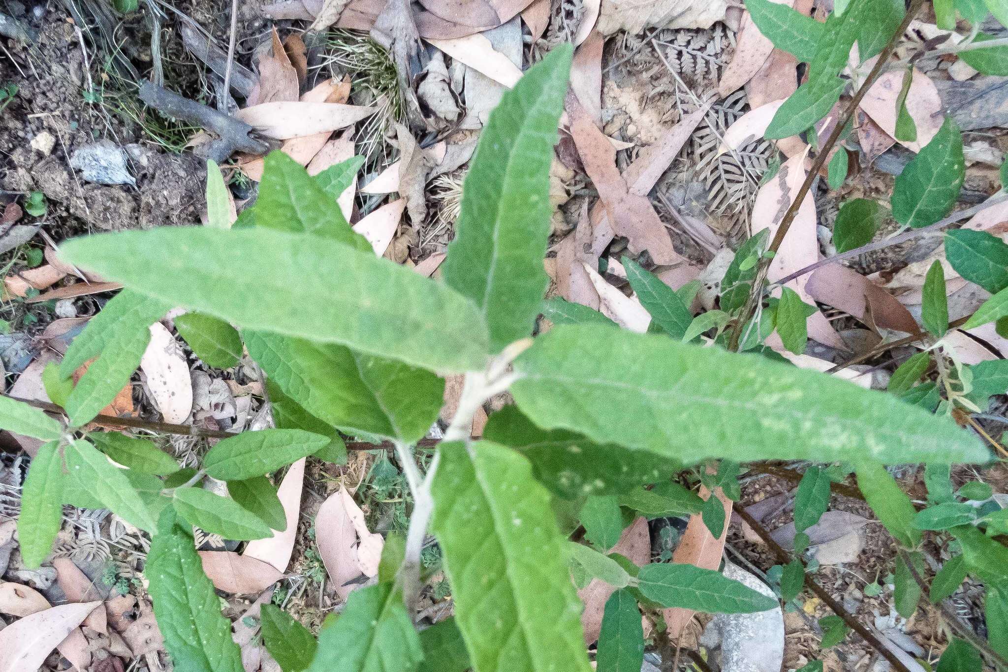 Image of Olearia lyrata (Sims) Hutch.