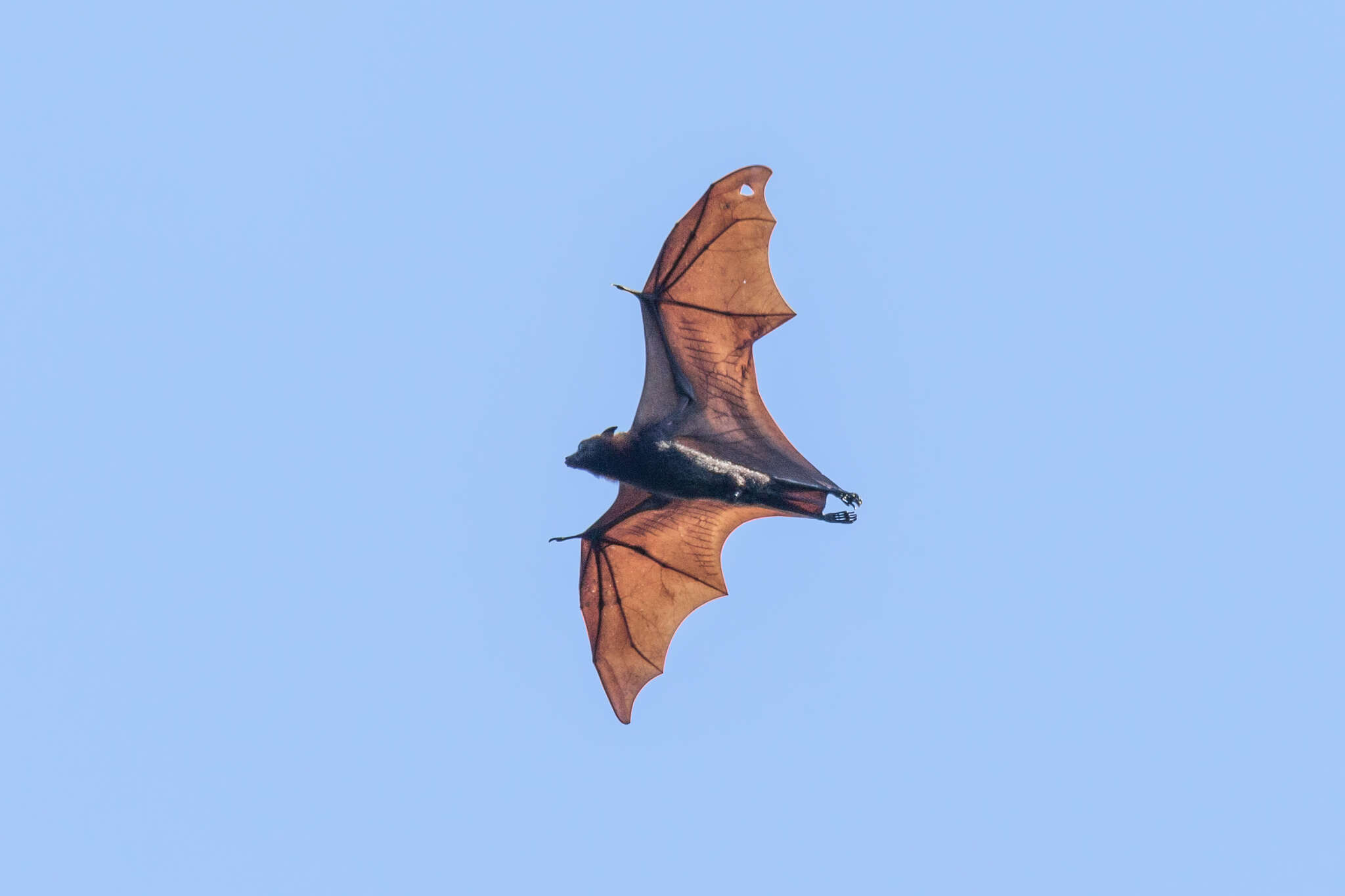 Image of Flying Dog