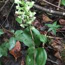 Image of Greater Round-Leaf Orchid
