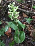 Слика од Platanthera orbiculata var. macrophylla (Goldie) Luer