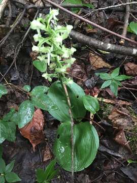 Image de Platanthera orbiculata var. macrophylla (Goldie) Luer