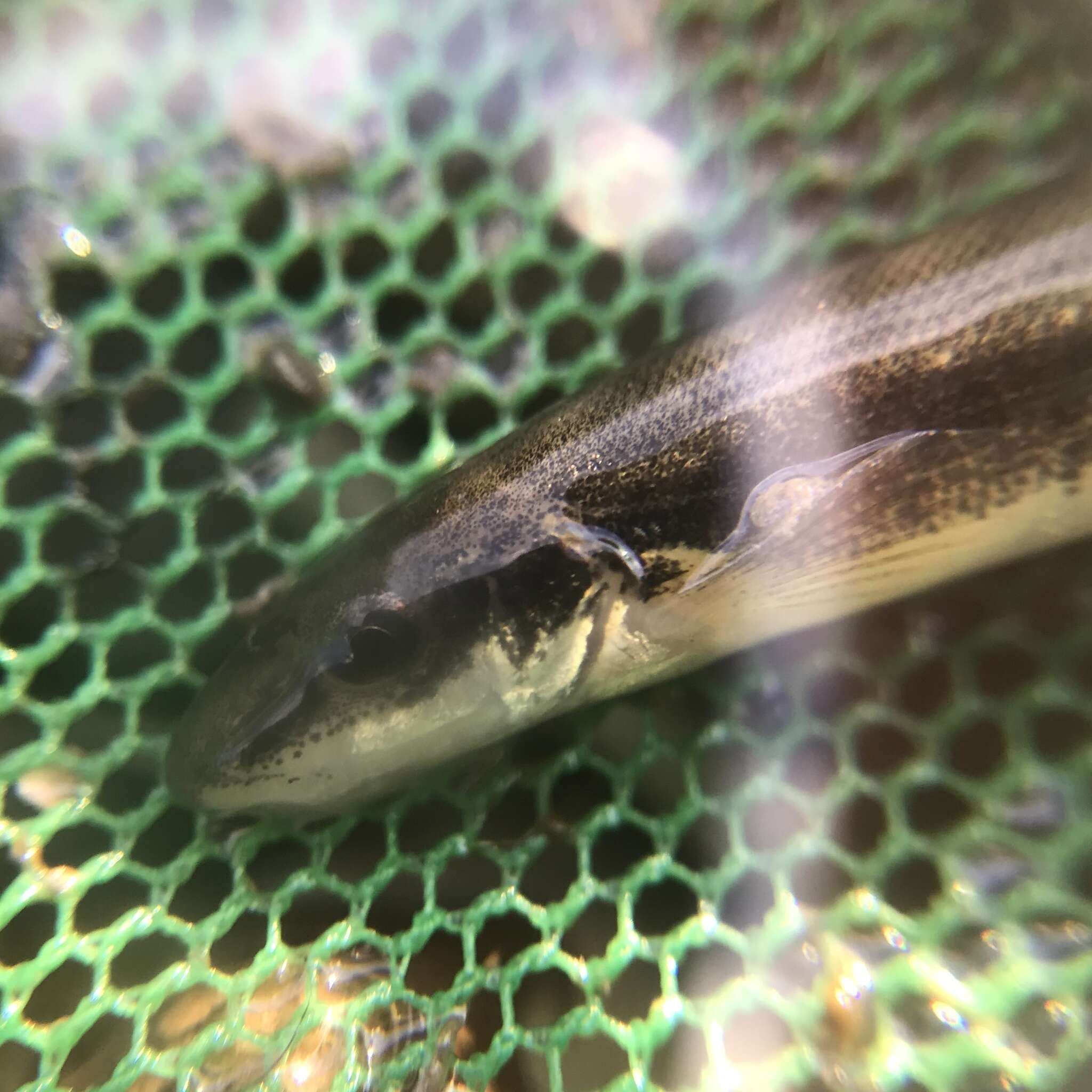 Image of Longnose Dace