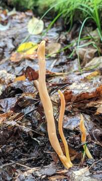 Image of Clavulinopsis appalachiensis (Coker) Corner 1950