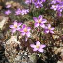 Image of Spergularia fimbriata Boiss. & Reuter