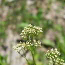 Image of Valeriana edulis subsp. procera