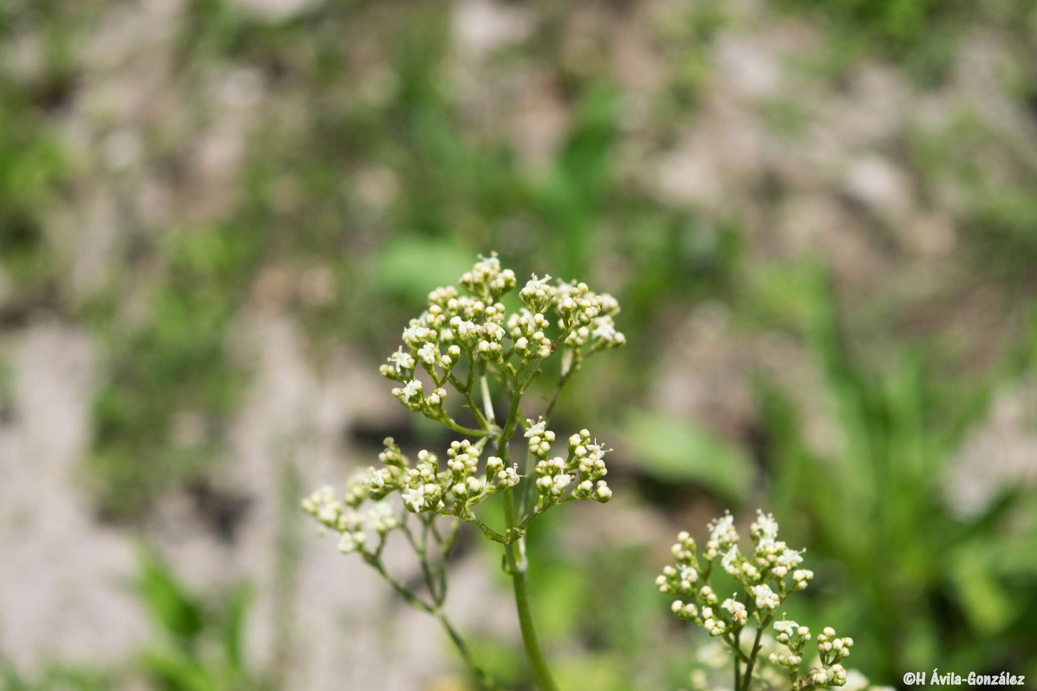 Image of Valeriana edulis subsp. procera