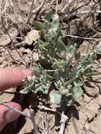 Plancia ëd Atriplex longitrichoma H. C. Stutz, G. L. Chu & S. C. Sanderson