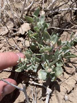 Atriplex longitrichoma H. C. Stutz, G. L. Chu & S. C. Sanderson的圖片