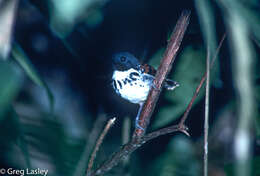 Image of Spotted Antbird