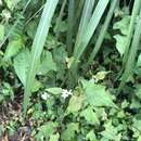 Persicaria biconvexa (Hayata) Nemoto resmi