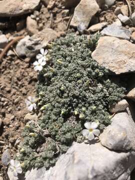 Imagem de Phlox condensata subsp. covillei (E. E. Nelson) Locklear