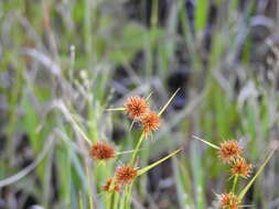 Rhynchospora microcephala (Britton) Britton resmi