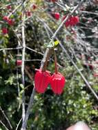 Image of Chilean Lantern Tree