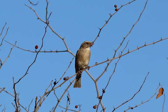 Crithagra gularis gularis (Smith & A 1836)的圖片