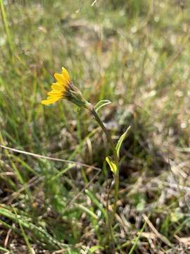 Image of Dark-Purple Squaw-Weed