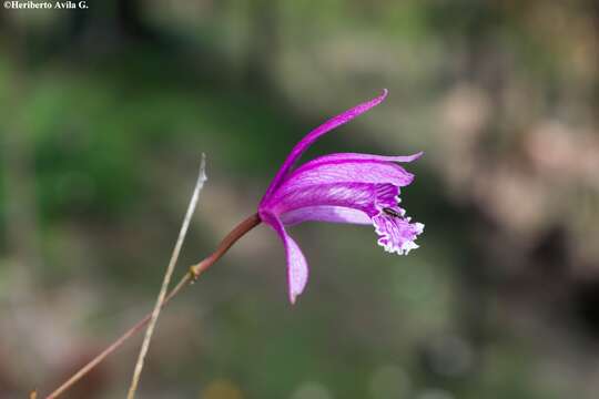 Plancia ëd Bletia ensifolia L. O. Williams