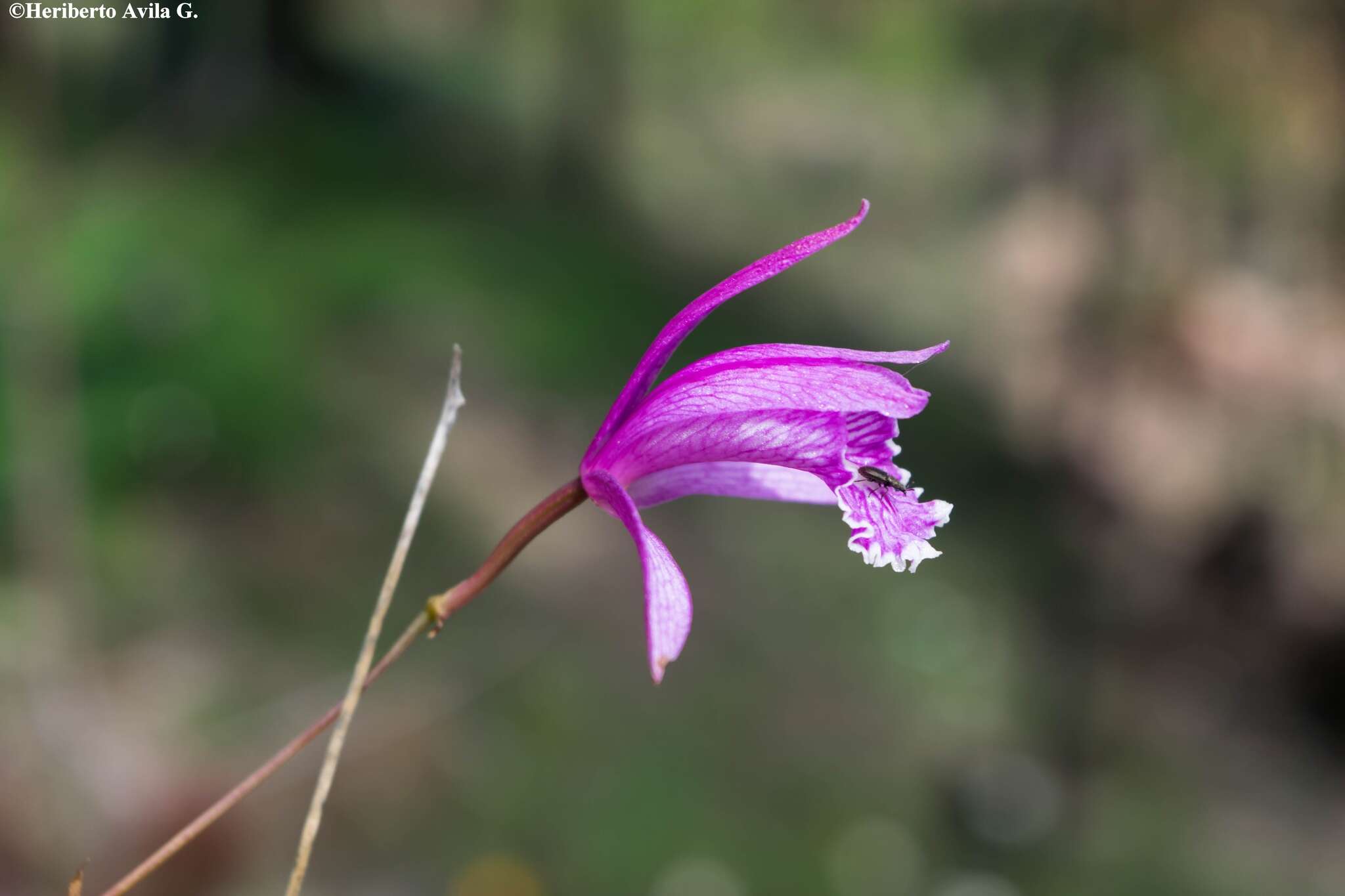 Image of Bletia ensifolia L. O. Williams