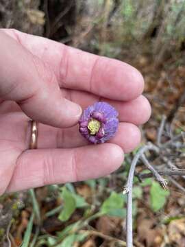 Image of Scott's clematis