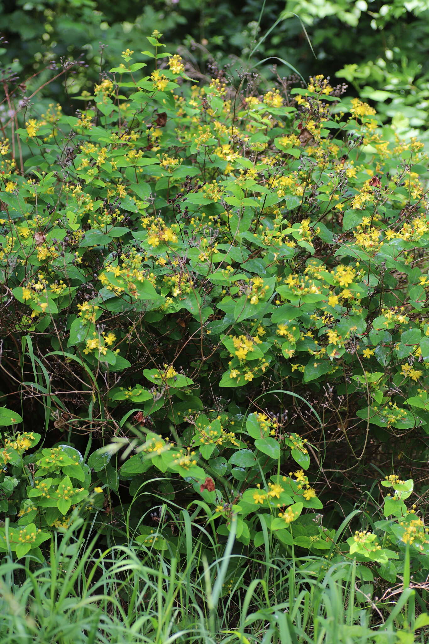 Image of tall tutsan