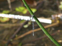 Image of Austrolestes leda (Selys 1862)