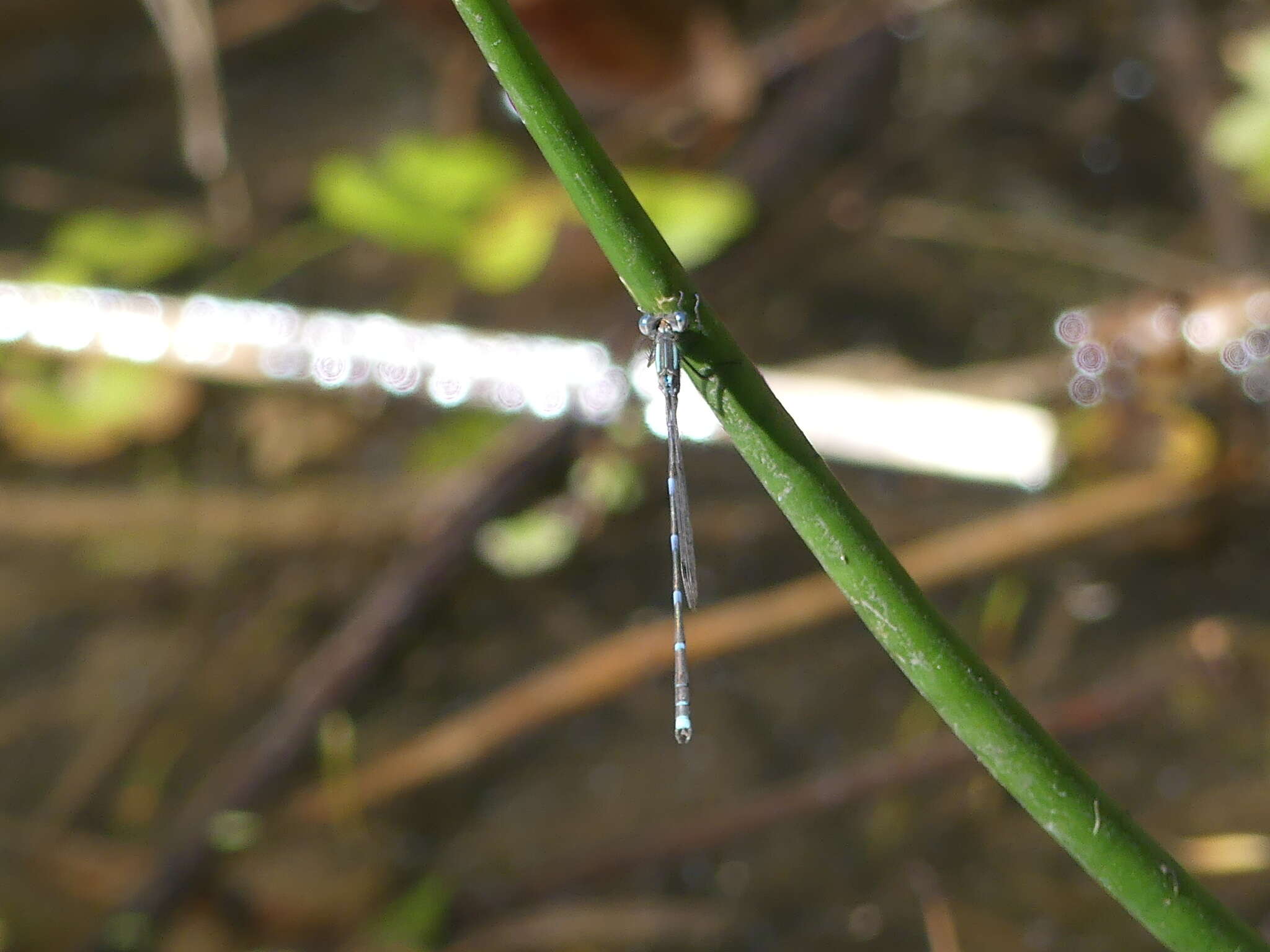 Image de Austrolestes leda (Selys 1862)