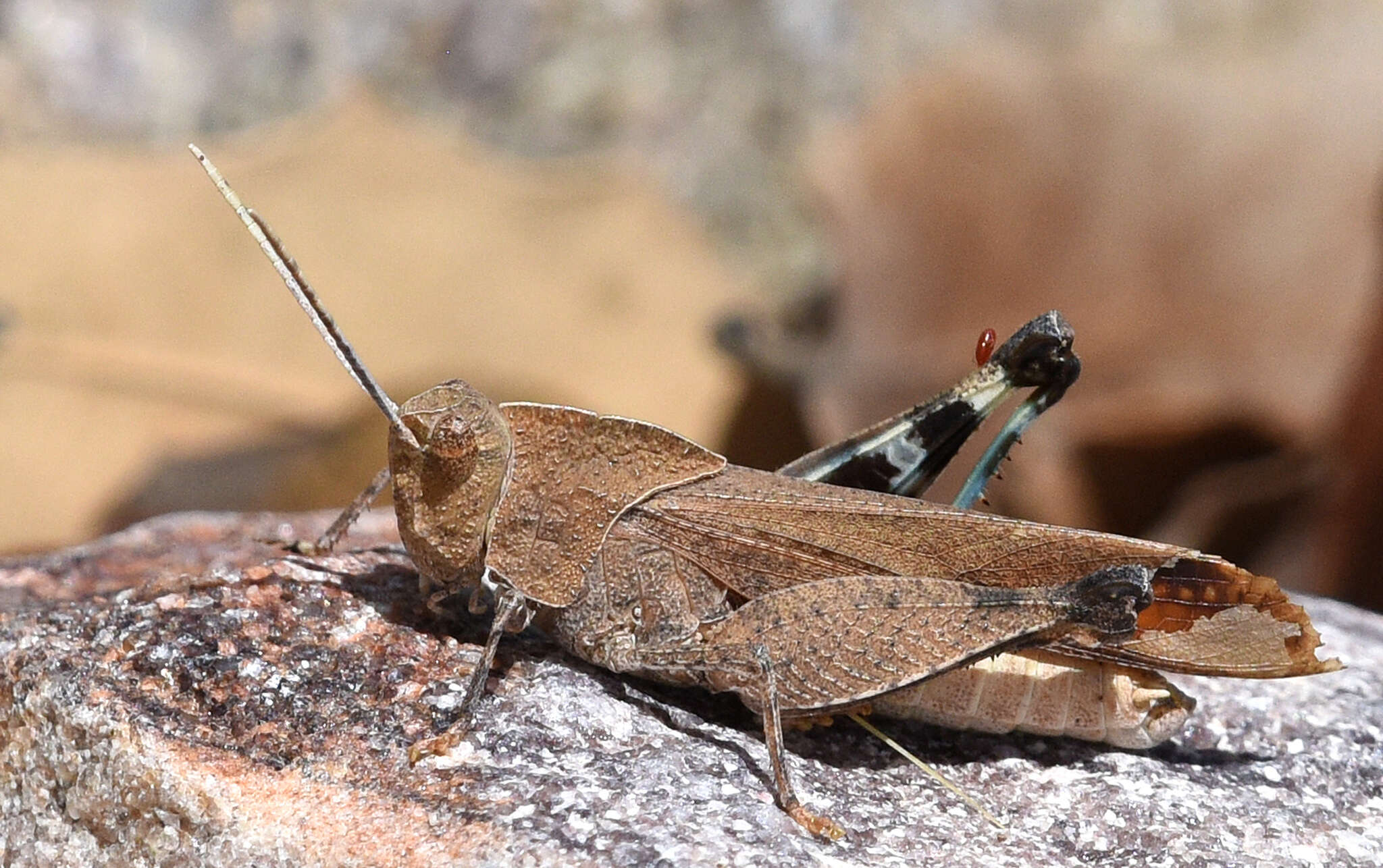 Tomonotus ferruginosus Caudell 1905的圖片