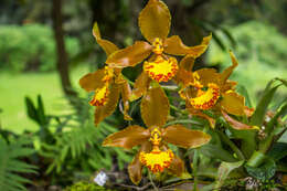 Image of Rossioglossum hagsaterianum Soto Arenas