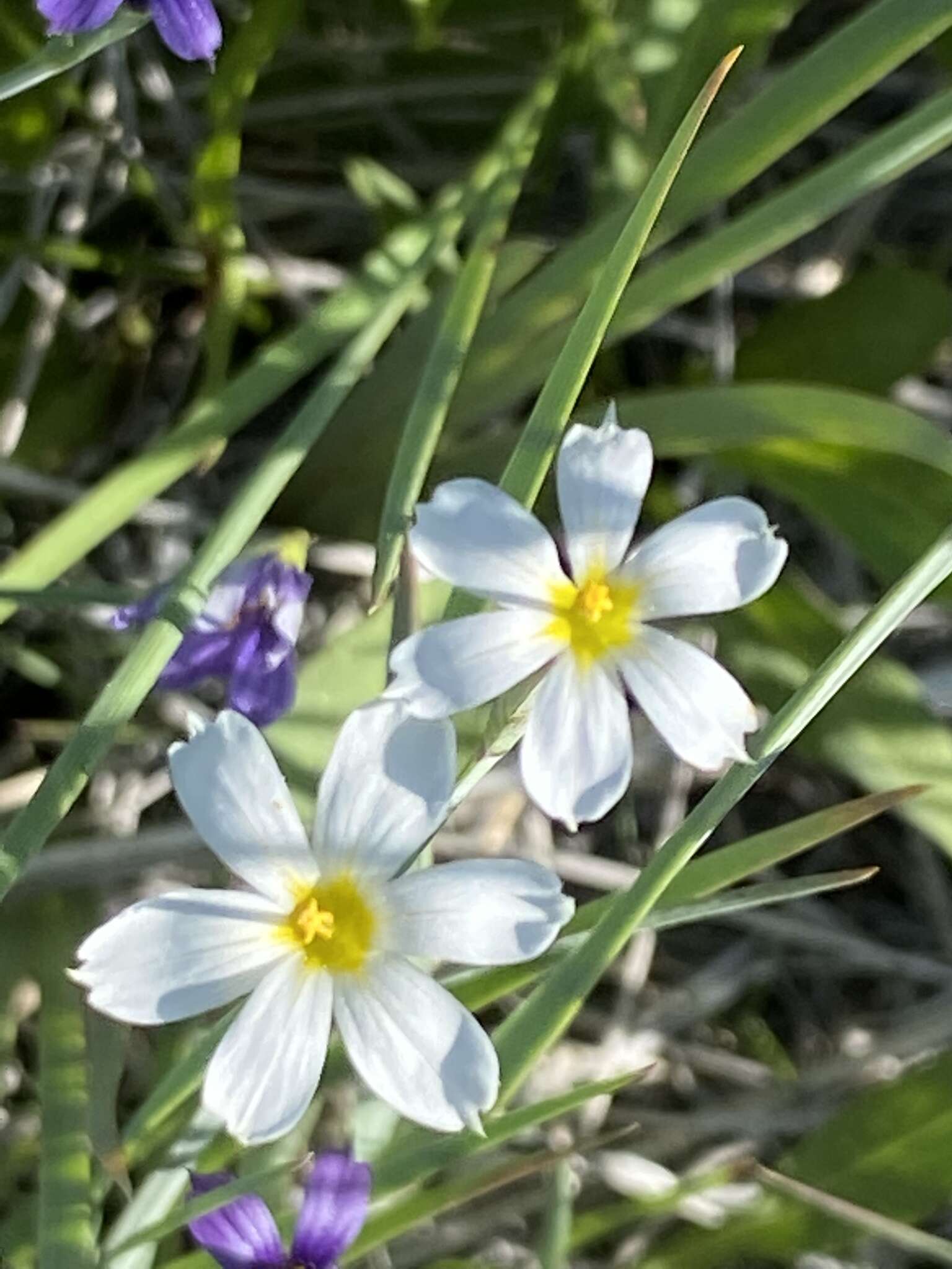 Слика од Sisyrinchium idahoense var. occidentale (E. P. Bicknell) Douglass M. Hend.