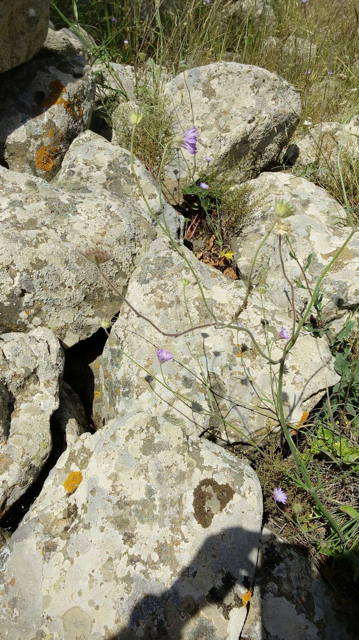 Image of Syrian cephalaria