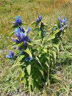 Image of Gentiana asclepiadea L.