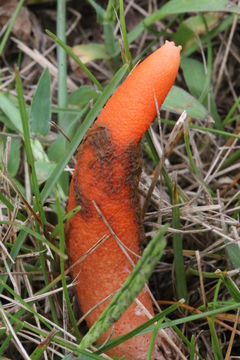 Image of Elegant stinkhorn