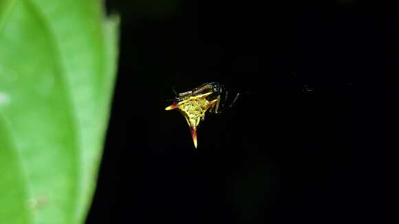 Image of Micrathena perfida Magalhaes, Martins, Nogueira & Santos 2017